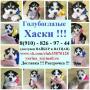 3 помета щенков хаски 3 помета щенков хаски